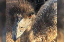 “来自外太空的东西”：E在新泽西州郊区的居民中惊呆了