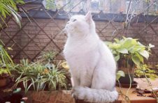 刘小备:把美好都留在《星星与猫》的老巷