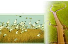 崇明东滩：智斗互花米草，守护鸟类栖息“圣地”