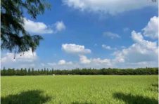 上海本地水稻长势良好，预计国庆节前批量上市！