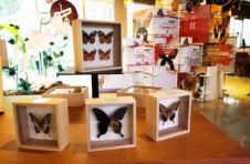 马陆和扁锹甲长什么样？共青森林公园将举办“生命有智慧”科普展