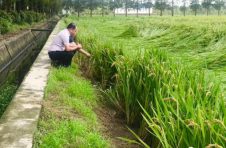 台风过后，松江“米袋子”抢收正忙，“菜篮子”复产无忧