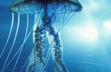 2022年横空出世的DAO组织 水母之链JFC表现如何，拭目以待